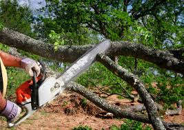 Best Tree Removal  in Decatur, TN