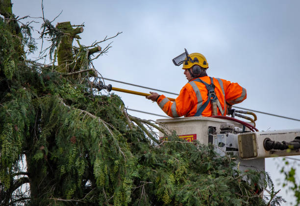 Best Commercial Tree Services  in Decatur, TN