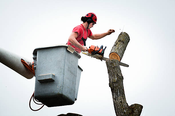 How Our Tree Care Process Works  in  Decatur, TN