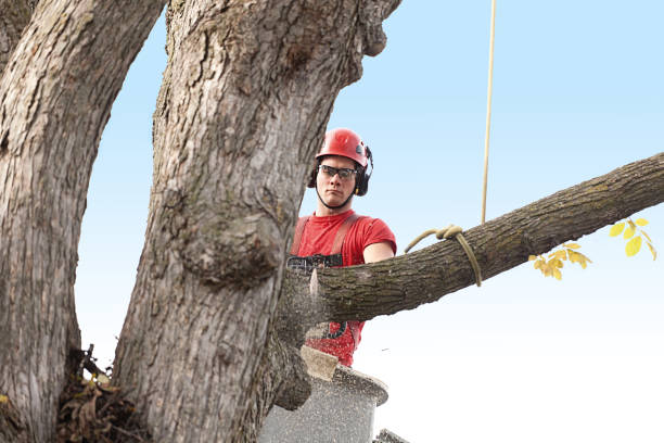 Best Tree Preservation Services  in Decatur, TN